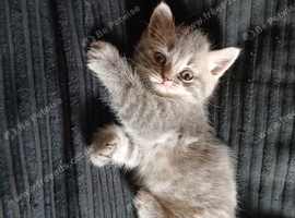 8and half weeks old PERSIAN