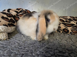 Stunning pure bred minilop babies