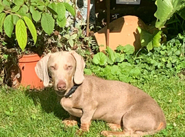 DNA Tested Clear Mini Smooth Dachshund