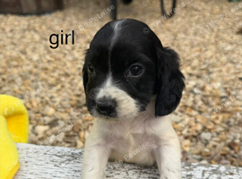 cocker spaniel puppies for sale