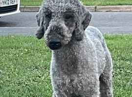 Bedlington terrier stud