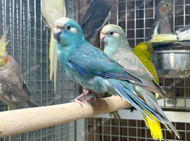 Kakariki parrot