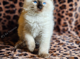 Ragdoll Kittens