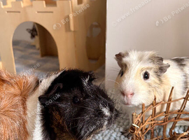 Two male guinea pigs for rehoming