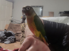 Beautiful hand reared tame conure