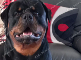 Rottweiler