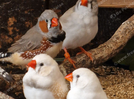 This years Zebra finches &pound;10 or 2 for &pound;15