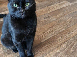 Oreo