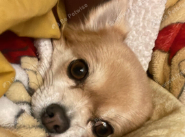 Long haired chihuahua