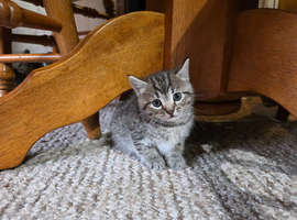 Adorable female kitten ready in 3 weeks