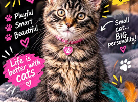 Tested SMA,PK,HCM,Only two left. Maine Coon Kittens