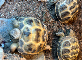 Two unsexed cb25 horsefield tortoise