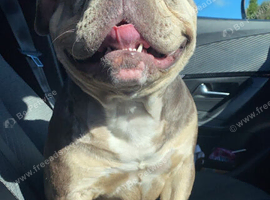 Standard American Bully