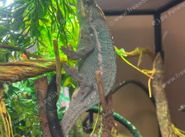 Panther chameleon for sale with all of his stuff!