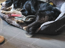 Border collie