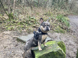 Dog for stud