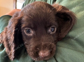 Beautiful 8 week old cocker spaniel puppies