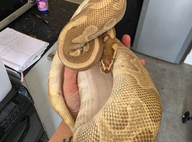 Various Morphs Of Royal Pythons
