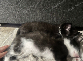 4 Kitten&rsquo;s left