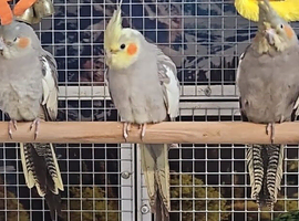 Stunning Cockatiels Available