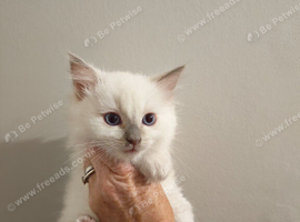 Tica registered Ragdoll kittens
