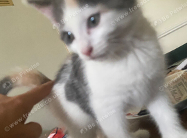 Well handled kittens ready to go