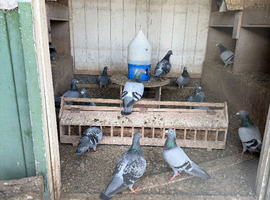 Pigeons birds