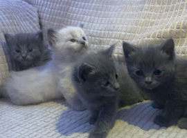 Ragdoll X British Kittens