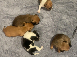Jack Russell x chihuahua