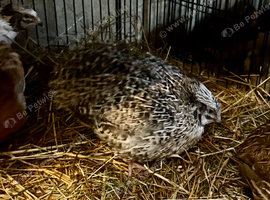 Male Coturnix Quail for Sale - Sparkly Fee, Celadon & Mixed Colours