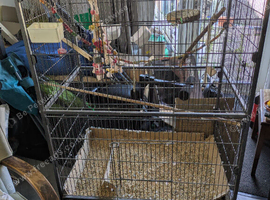 Large bird cage