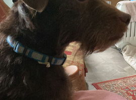 ROCKY &ndash; Small Dog, Big Character!