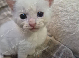 Beautiful female blue & green kitten looking for new forever home