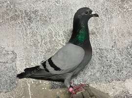 racing pigeon for sale