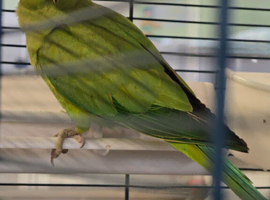 Indian ringnecks