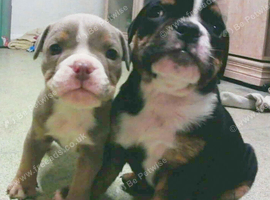 New English Bulldogs puppies