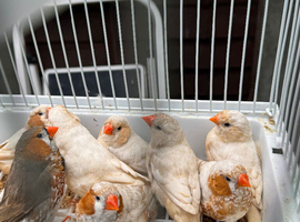 Zebra Finches