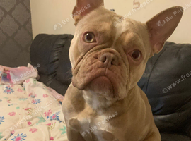 Male French bulldog