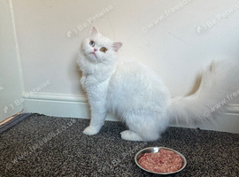 Pure Persian male