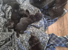 5 black kittens, possibly fluffy. Ready to go.