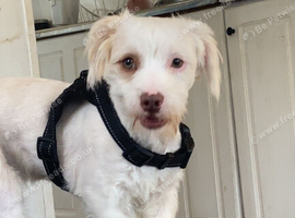 benji