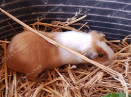 Baby Guinea pigs