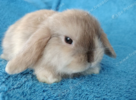 Selection of mini lop babies available