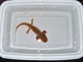 Copper Axolotl (3 months old )