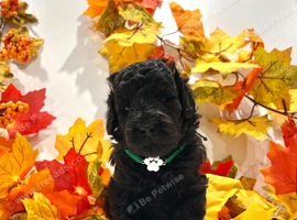 RARE Silver Miniature Poodle Puppies | DNA CLEAR