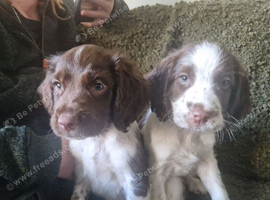Outstanding boys Ready now!