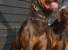 European chocolate/red Doberman for stud