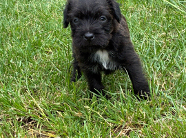 Lakeland patterdale terriers