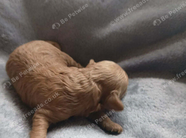 KC Toy poddle fully health tested last boy available