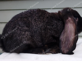 Baby French Lop - Ready Now